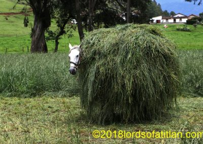 Horse carrying hay or hiding behind hay stack in Acul, Nebáj.