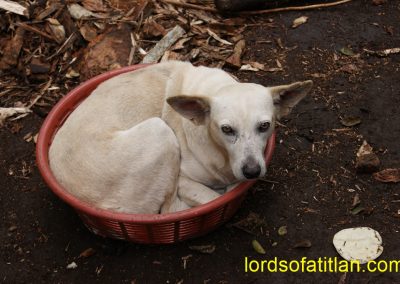 This dog in San Lucas Tolimán appears hungry but rejects his lunch.